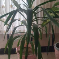 گل طبیعی یوکا