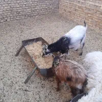 بز وکره