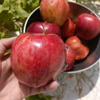 سیب|خوردنی و آشامیدنی|شاهرود, |دیوار