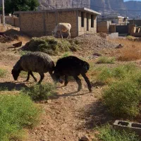 بره قوچ ملحه بذری