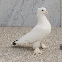 کبوتر دم سیاه
