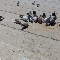 کبوتر پرشی