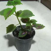 گلدان حسن یوسف و گندمی و ناز ، ارزان