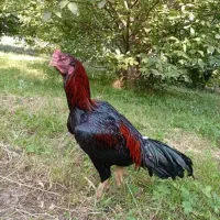 خروس لاری اصیل