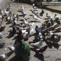 پرنده|پرنده|گرگان, |دیوار