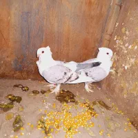 فروش کبوتر . زینتی.گره.مسافتی.طوقی