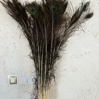 پر طاووس