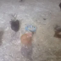 مرغ و خروس