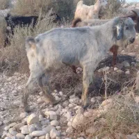 فروش یک عدد پازن