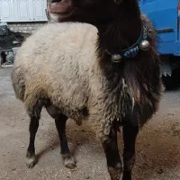شیشک قوچ