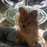 میزو صندلی باغ