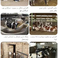 کارگر برای گاوداری
