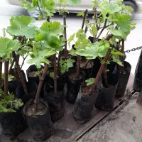 نهال انگور زرد بزرگ