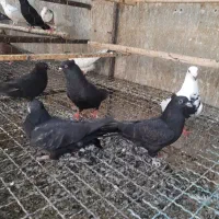 کفتر سهره وقناری
