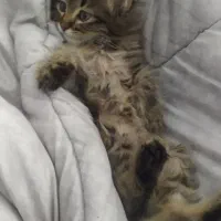 بچه گربه