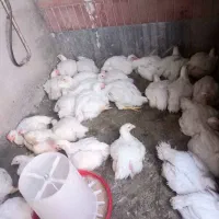 مرغ گوشتی پرورش خانگی