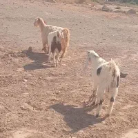 با سلام یک عدد گوسفند به زبان محلی خودمون نری