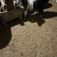 بز چاق