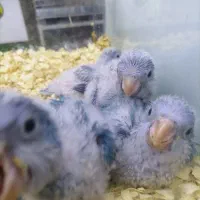 جوجه راهب آبی سرلاکی