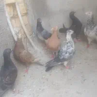 فروش تعدادی کفتر جوجه و بالغ