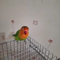 طوطی کوتوله برزیلی