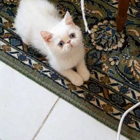 بچه گربه