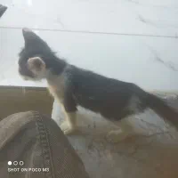 بچه‌گربه
