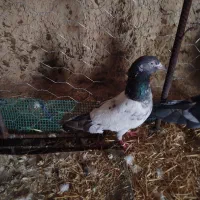 کفتره|پرنده|دهدشت, |دیوار
