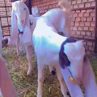 بز گلابی اصل  بره گوسفند گاومیش گوساله