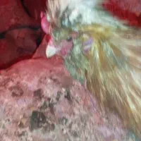 خروس جوان