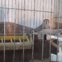 فنچ کینگ مولد