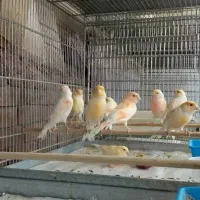 هرکی قناری میخاد اطلاع بده