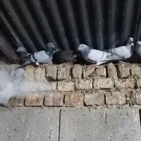 کبوتر|پرنده|نیشابور, مازول|دیوار