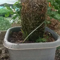 فروش فتونیا سیکاس رونده کوپه