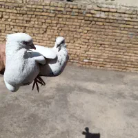یه جفت کبوتر