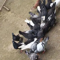 حیوون