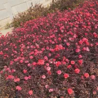 تهیه تولید انواع درختان مثمروغیرمثمر