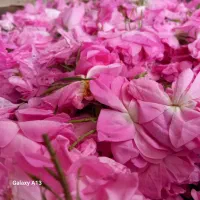 گل محمدی|گل و گیاه طبیعی|تاکستان, |دیوار