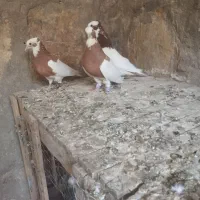 طوقی|پرنده|میاندوآب, |دیوار