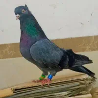 سبزابادانی با بمبویی