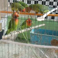 ۵ عدد کوتوله برزیلی اهلی