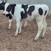 گوساله 150کیلویی|حیوانات مزرعه|قزوین, |دیوار