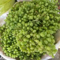 گوره آب گوره شیره انگور کشمش