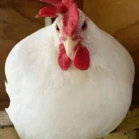 مرغ فروشی