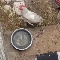 خروس جوان