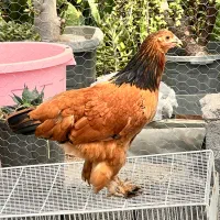 مرغ و خروس نیمچه