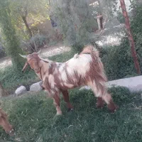 بیگ نر چاق پروار