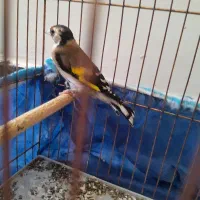 سهره ماده جوجه بهاره ۸ماه قفس