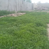 نهال گوجه با بهترین بذر با ضمانت