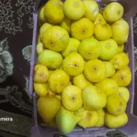 انجیر زرد اورگانیک